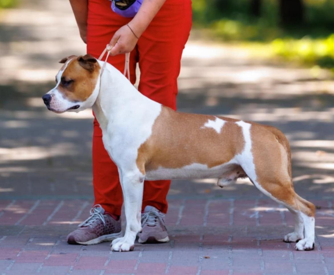 E UN AMORE S Almaznogo Ostrova