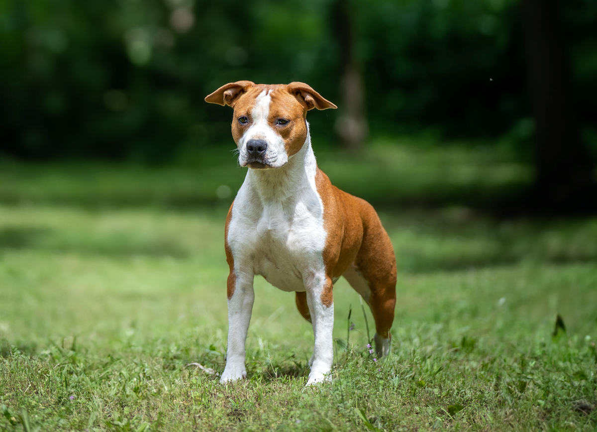 Jackpot Double Trouble Ast