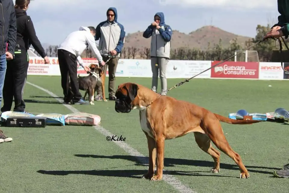 Artana del Corazón de Espadán