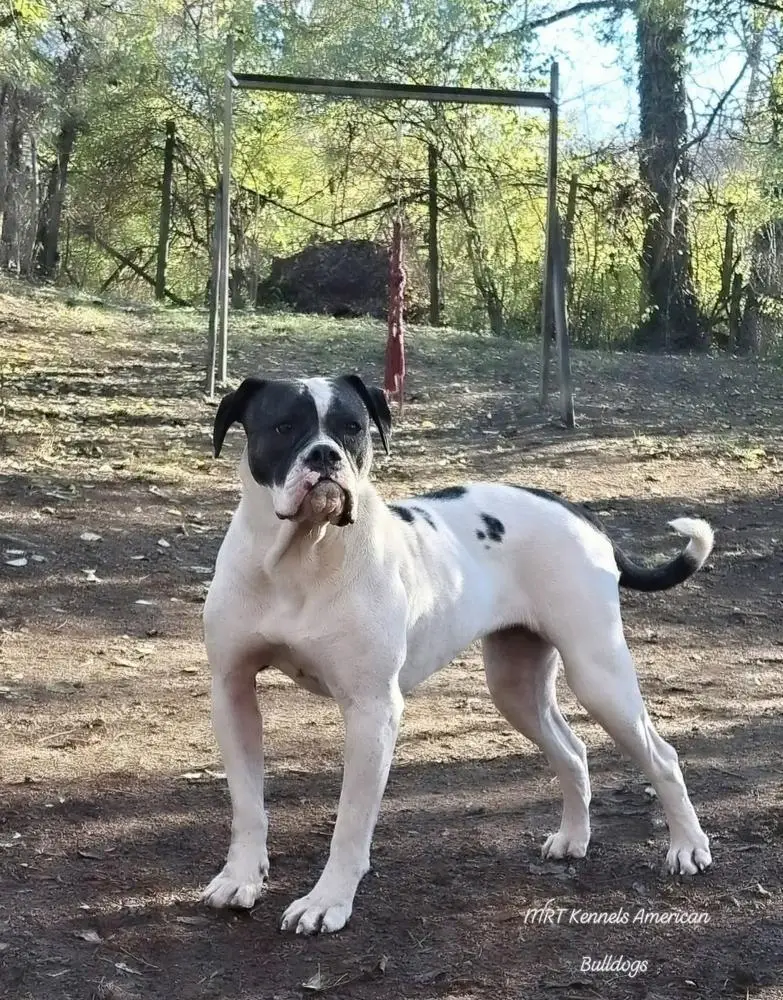 MRT'S Amora OF JOHNSON KENNELS