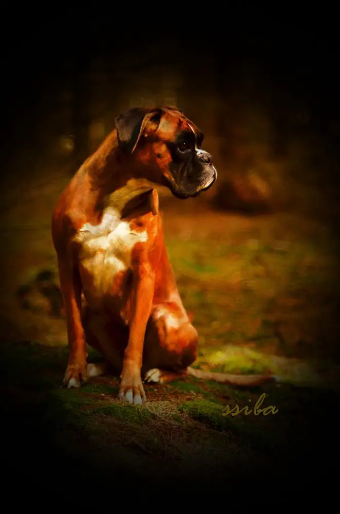 Amalka od Ivetky de Chanel