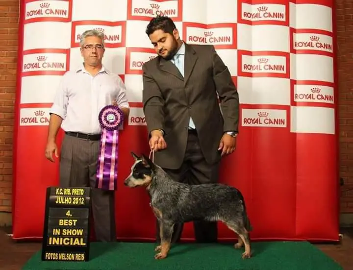 BLUE PARIS DUNA MCDAMAS