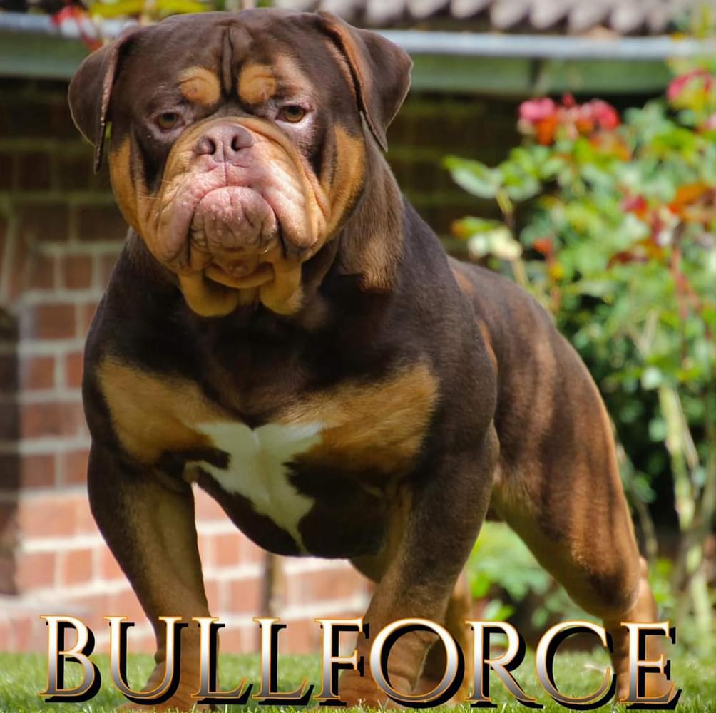 Bullforce Bounty