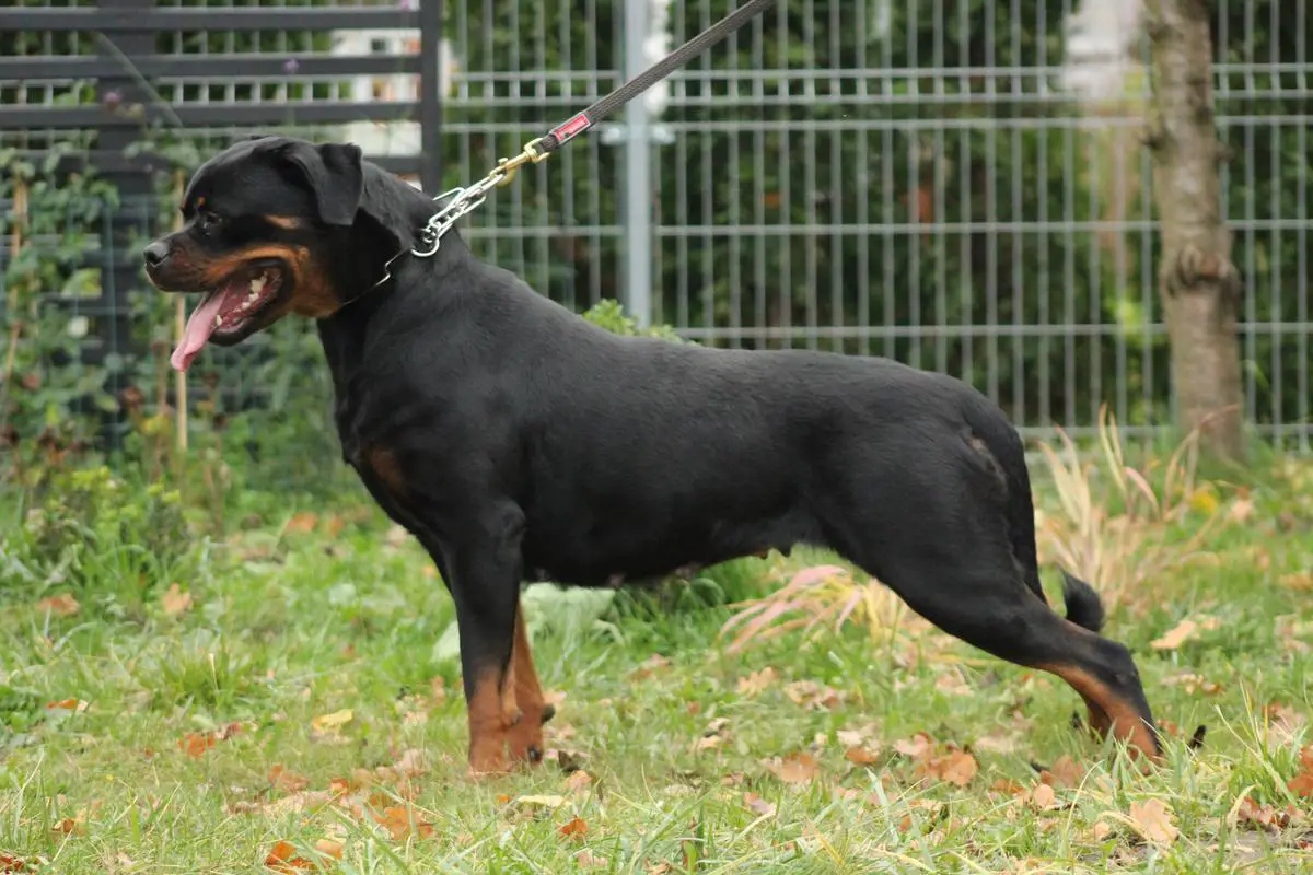 Mia von Haus Zizakov