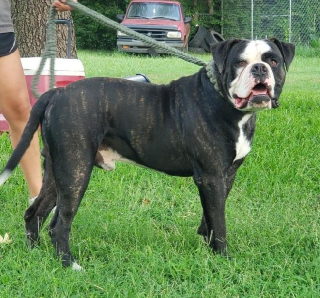 Dream Team's Koba