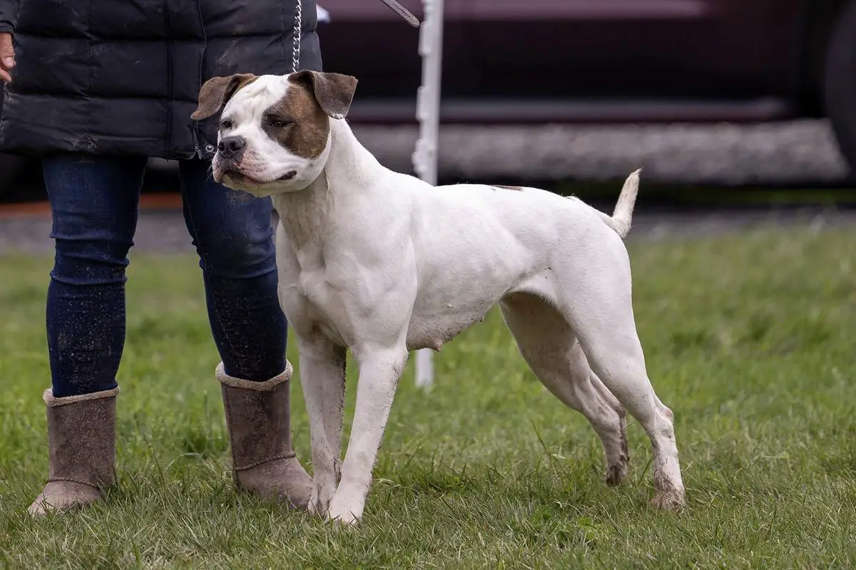 NKC Gr CH/Jr CH, UKC CH Roper Leavin a Legacy