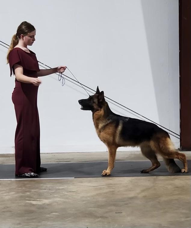UKC Grand Champion Ace of Heart’s Hela of Haus Der Valkyrie