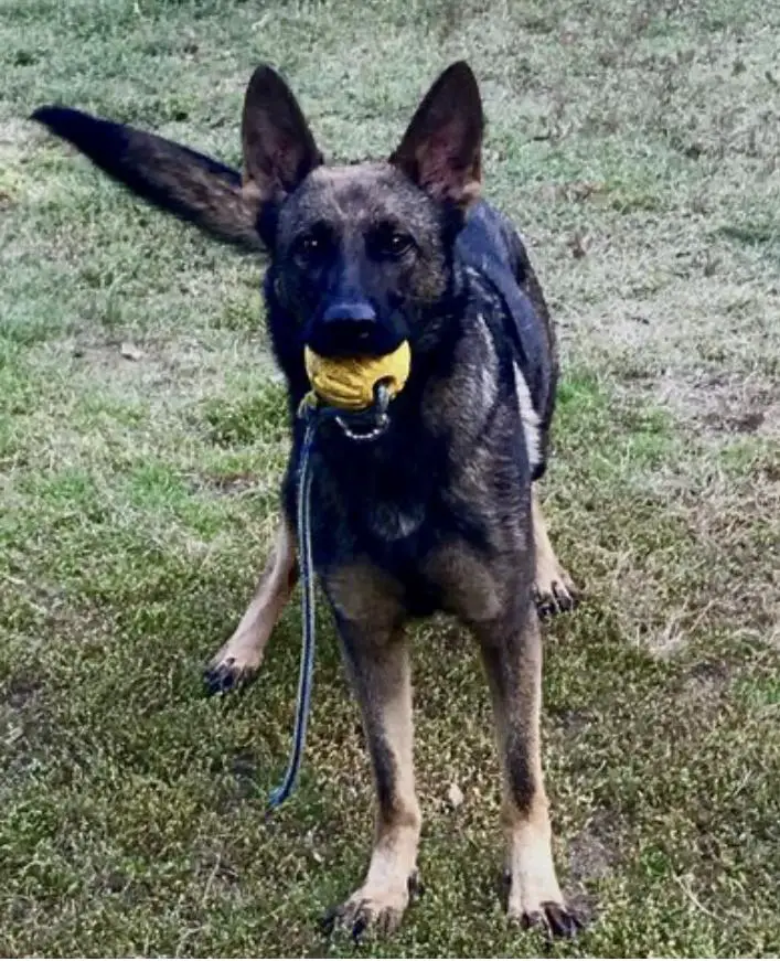 SG Abbi von der Wolfsstärke