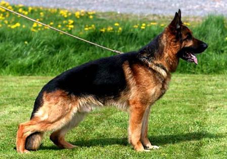 V Busso von der Kahler Heide