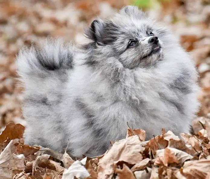 Lady Lexus Momma's Lit'l Native Rainbow