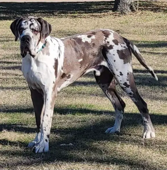 Noriaki Kasai La Componella