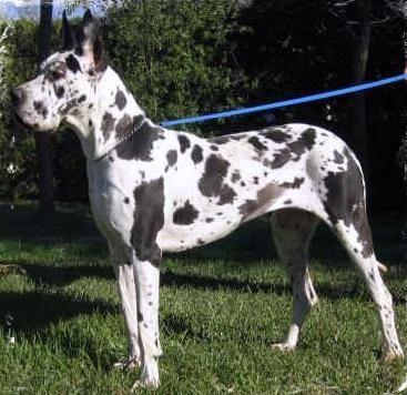 CH Italy, CH San Marino, JrCH Italy Havana