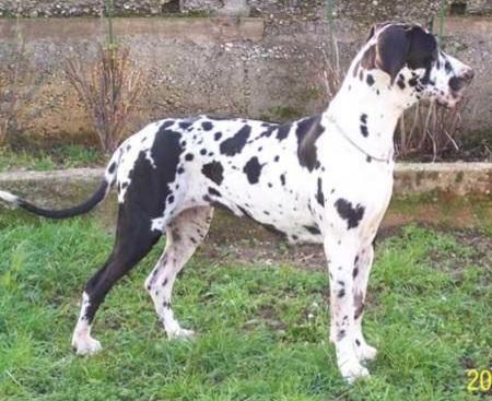 URICE DU JARDIN DE L'OLYMPE