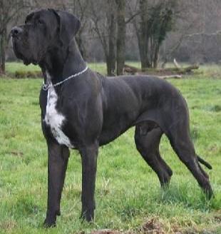 CH France Barklay Dit Balrog des Terres de Brandon