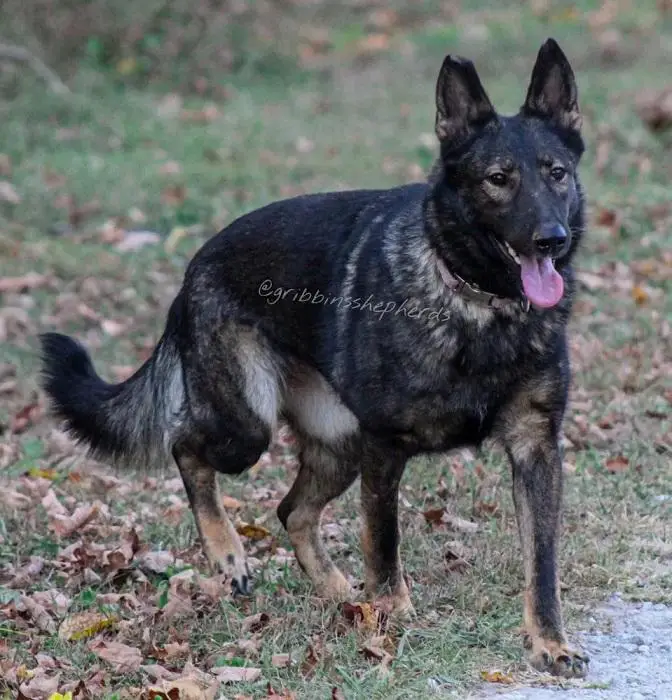Abigayle Vom Haus Beschutzer