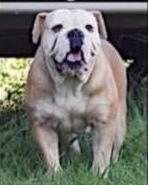 Noel Blue of Bootleg Bullies