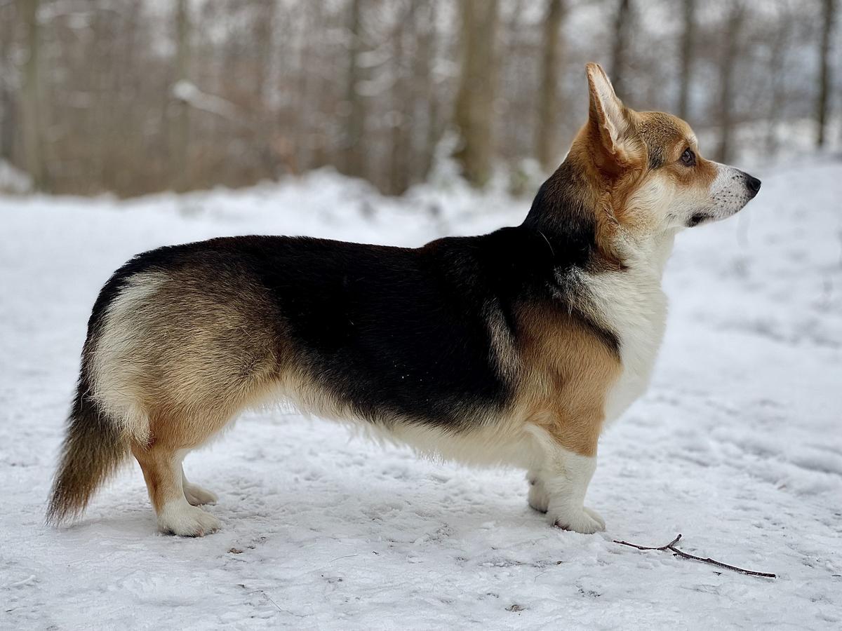 Ger CH, GR CH Butter Koda (the Pearl of Tabula Rasa)