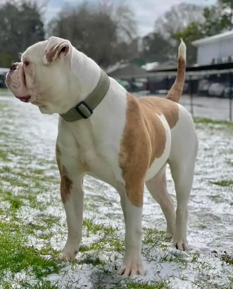 BullyBadass's Skidrow aka Mako