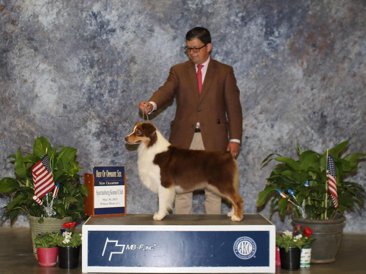 AKC CH Kiawah's Stand By Your Man