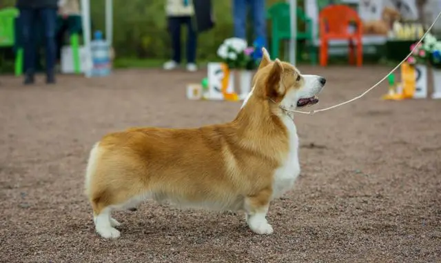 Family Crystal’s Blessed Bruce