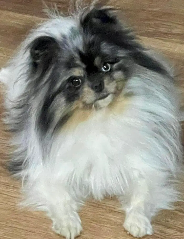 Dreamy Poms to Secret Poms Work Of Art Mona Lisa