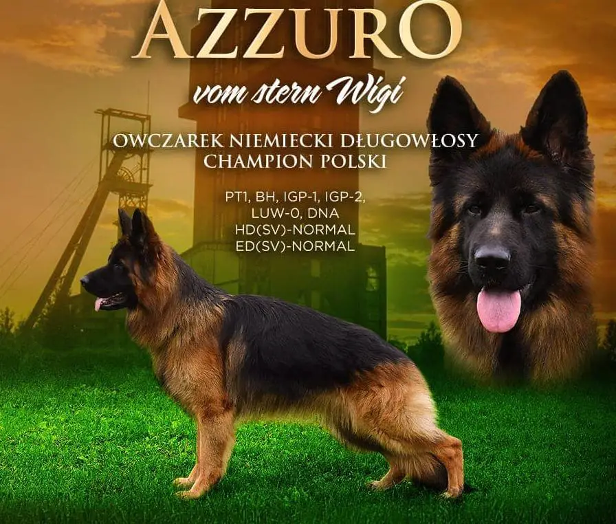 AZZURO vom stern WIGI