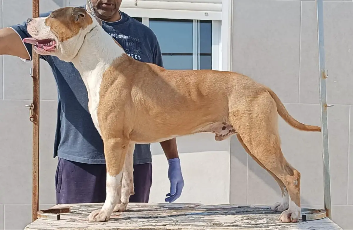 Truelovestaff Drako