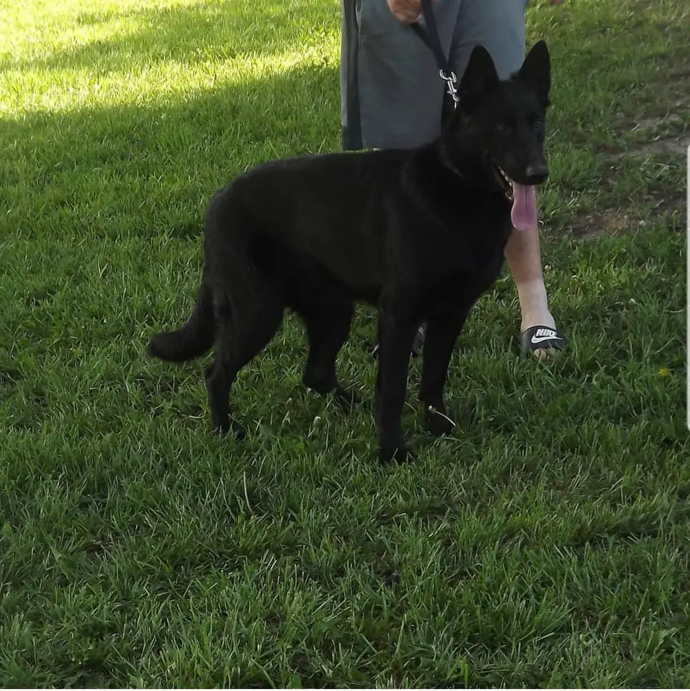 Walking Through the Ashes