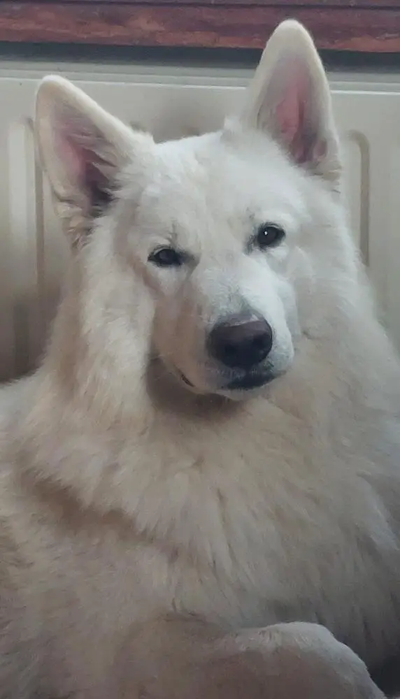 BJCH, LUXJCH, CIBJ Very funny Mr Magoo of the Dutch Highlands