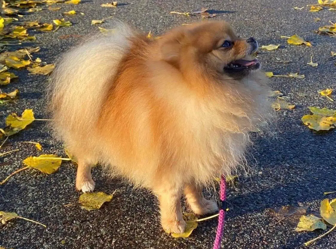 Ljuvliga Lille Messi Af Lindö