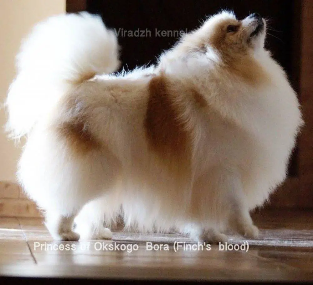 Prinzessa Iz Okskogo Bora