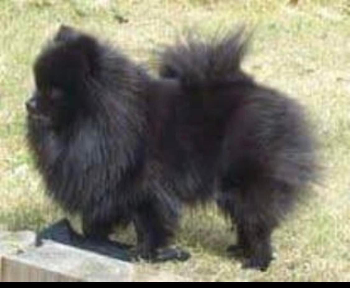 Cimarosas Gimme Gimme Gimme