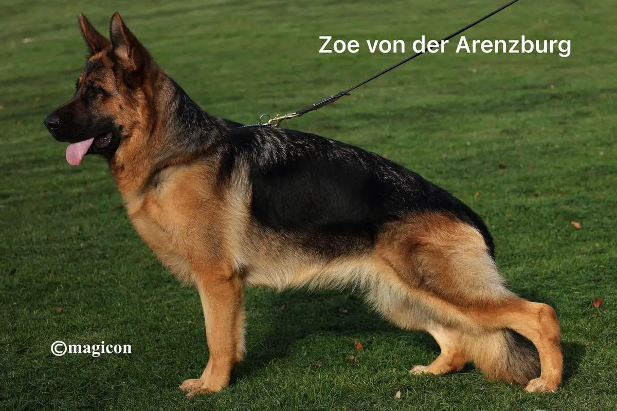 Zoe von der Arenzburg
