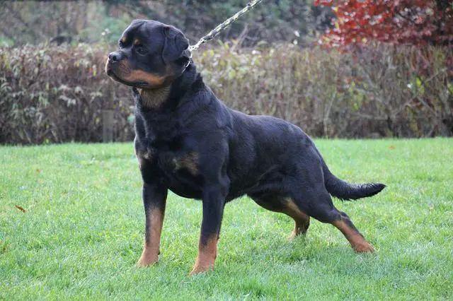 Pedro Von Der Crossener Ranch