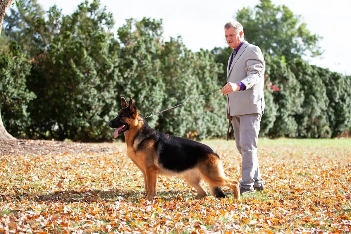 GCH Ch Trademark's Fantasy of Magens Bay