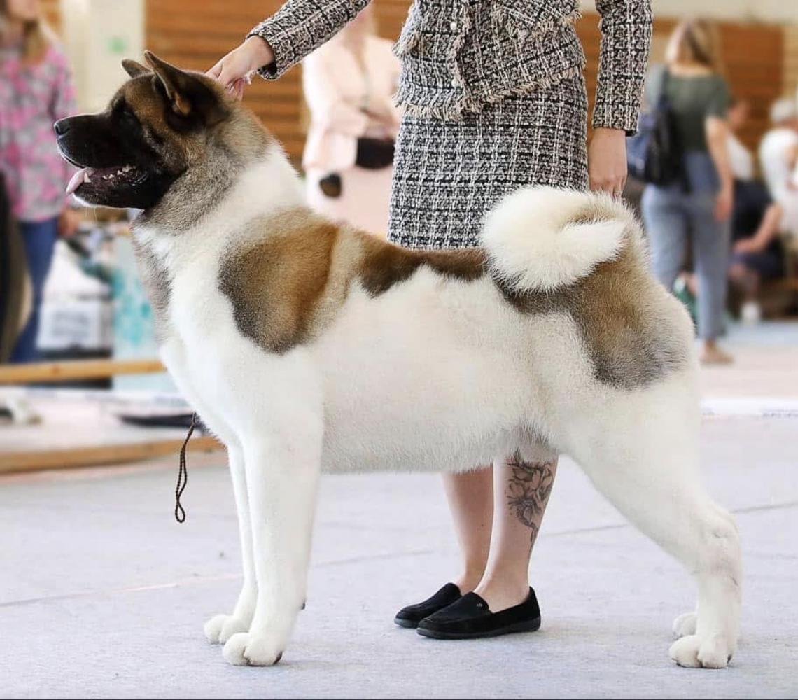 JCH RUS, CH RUS Valgrand Victory Esper Runefang