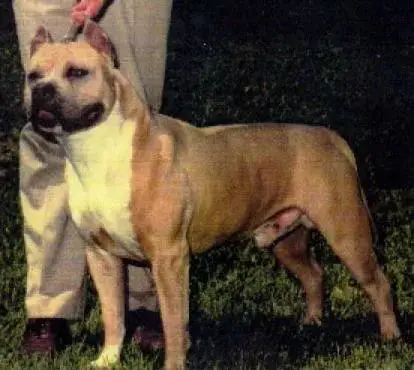 CH Sierra Percy Penny Packer APBT