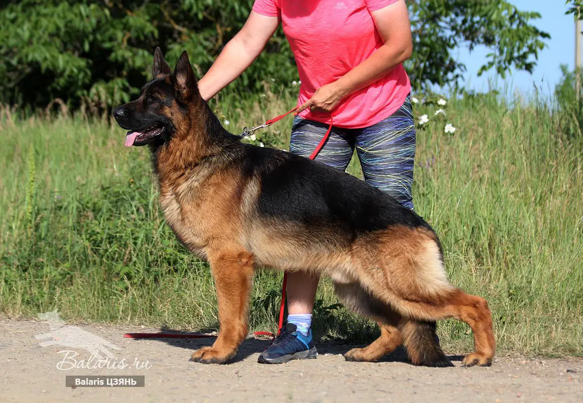 JCH RU JGr CH RU Balaris Tszyan