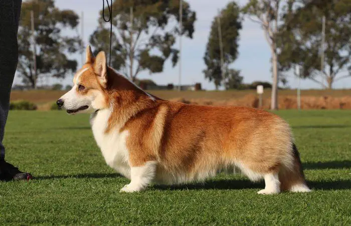 Aust Ch Dygae Final Edition