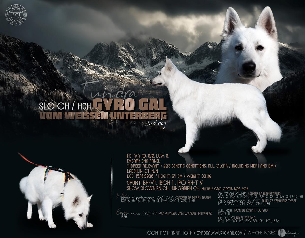 SLO CH / HCH / Multiple CAC, CACIB, BOS, BOB Gyro Gal Vom Weissen Unterberg