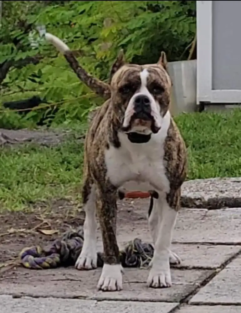 Aphrodite of We Love Bullies