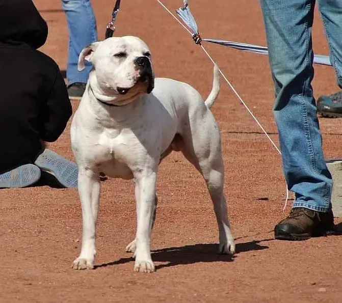 Proud Heroes Hero  "Butch"