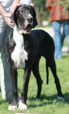 Fiona-II del Castello delle Rocche