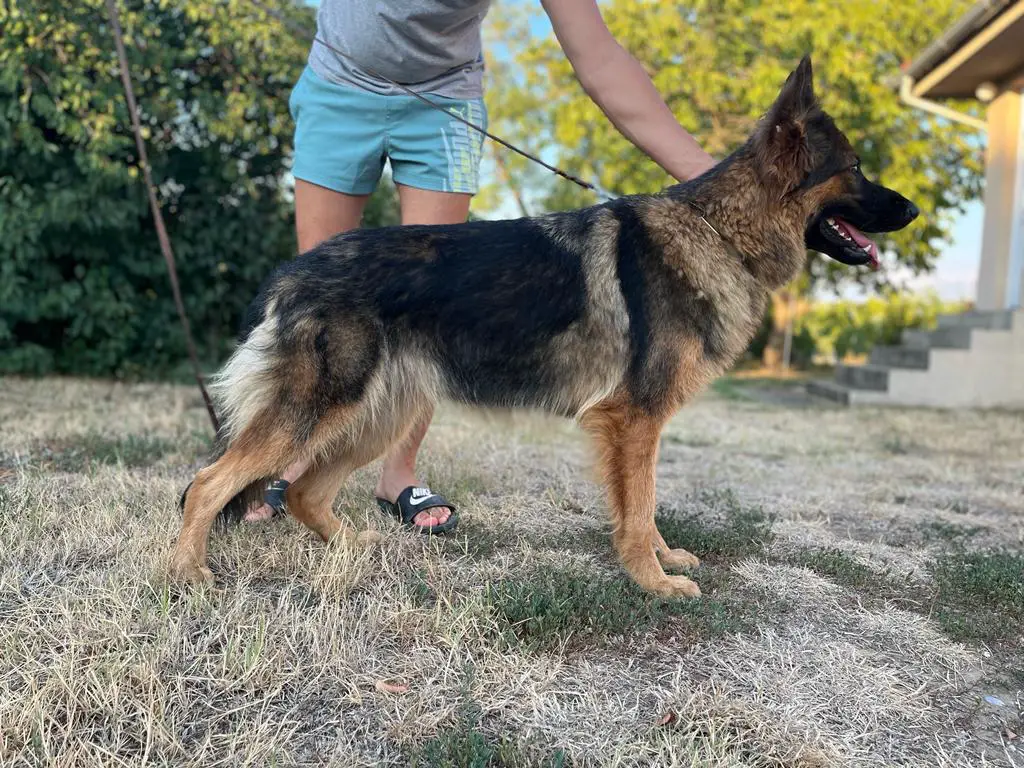 Marigold von der schwarzen monster