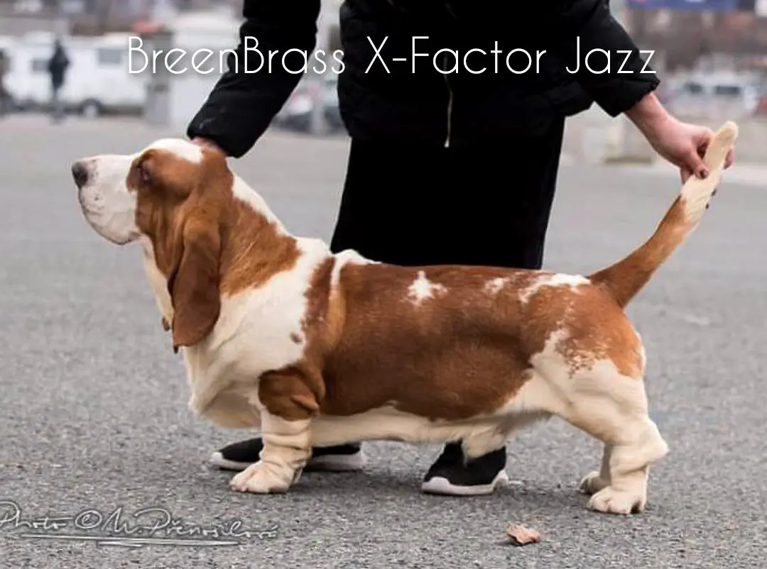 X-Factor Jazz BREENBRASS