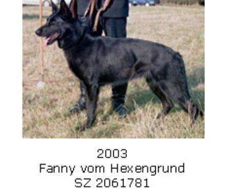 BLH Sieger 2003/2007/2008,  V Fanny vom Hexengrund