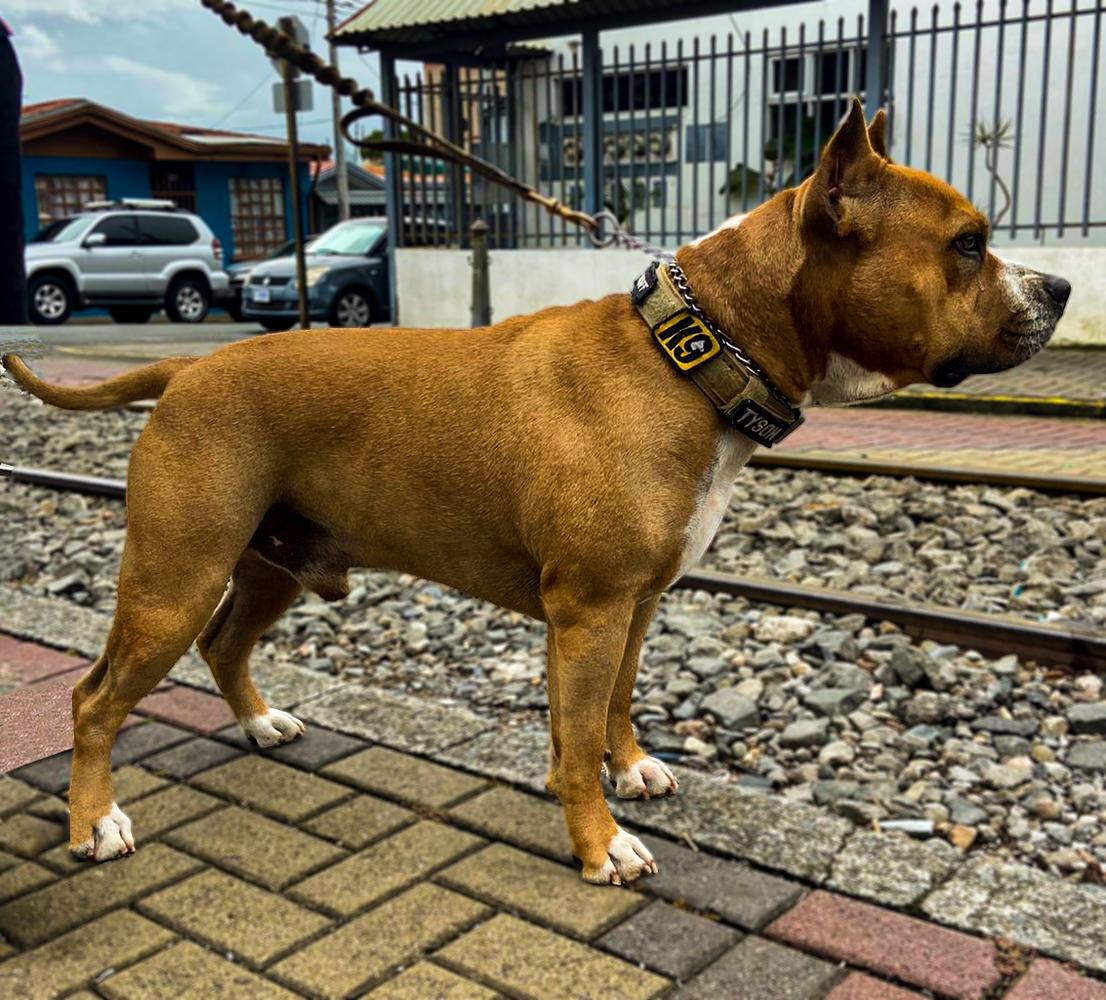 Imperial Alpine Taurunum