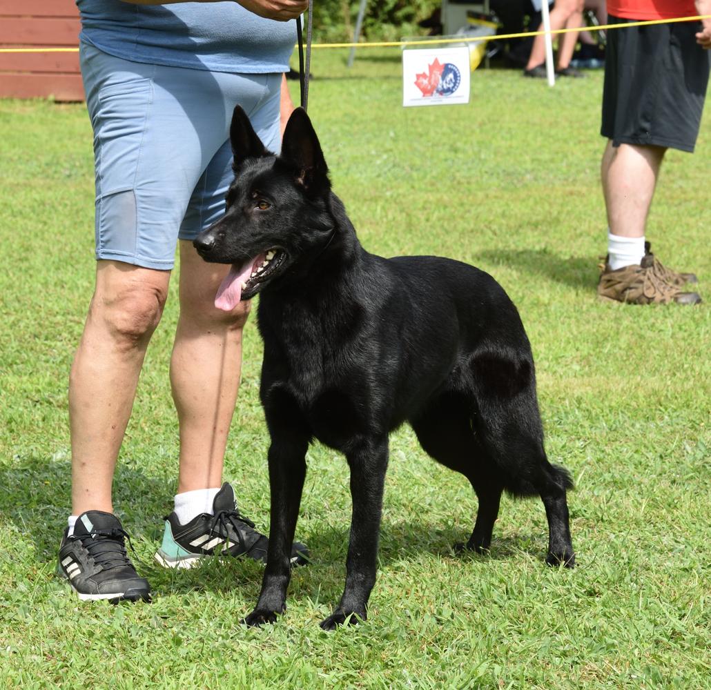 SG Noire Perle Von Wendelin