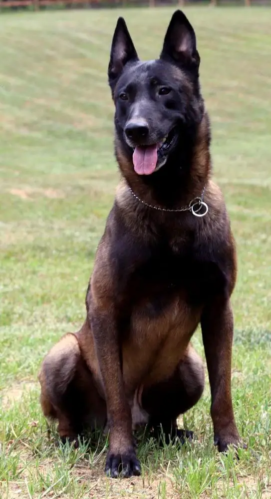 Koba (Velazquez)