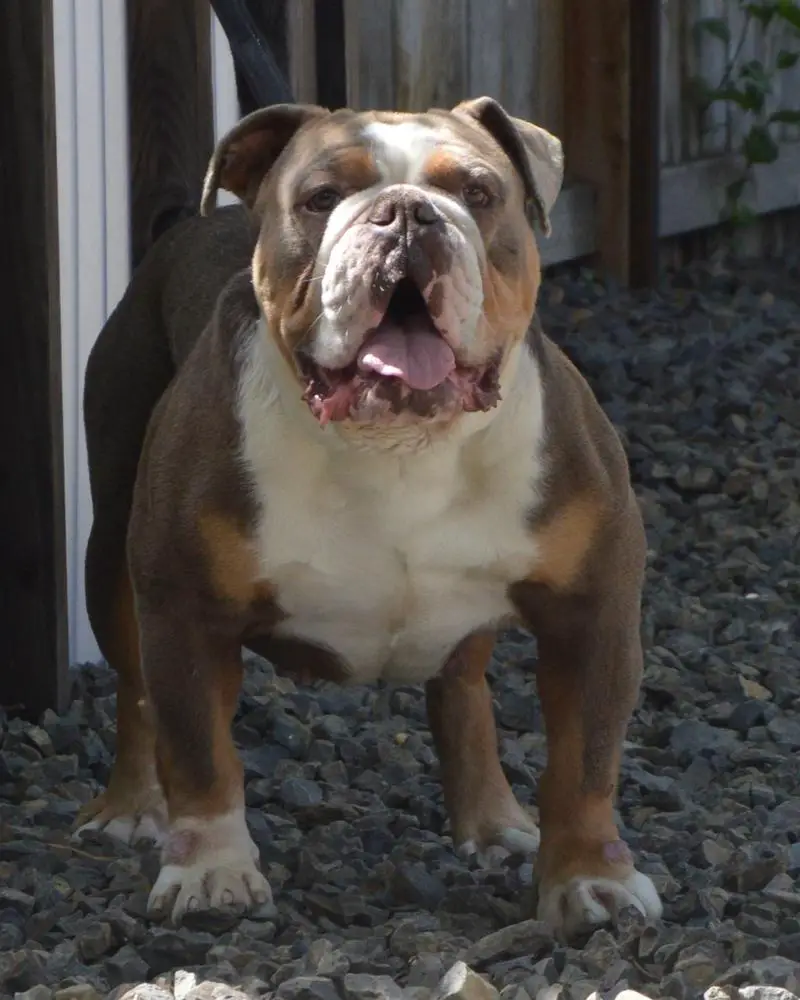 Blue Legend Bully's Apollo Creed